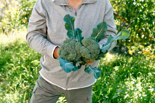 broccoli plant growing in vegetable garden hands 2023 03 10 20 47 42 utc