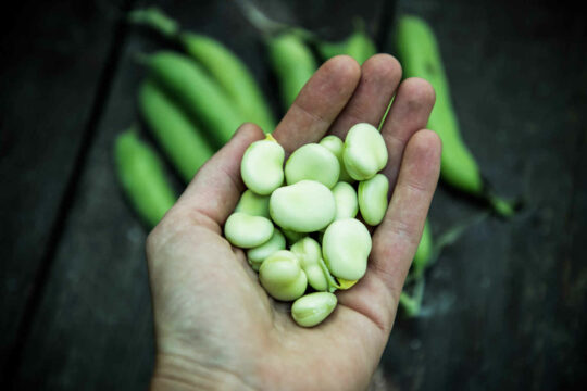 freshly picked green ripe fava beans 2023 03 13 22 04 22 utc
