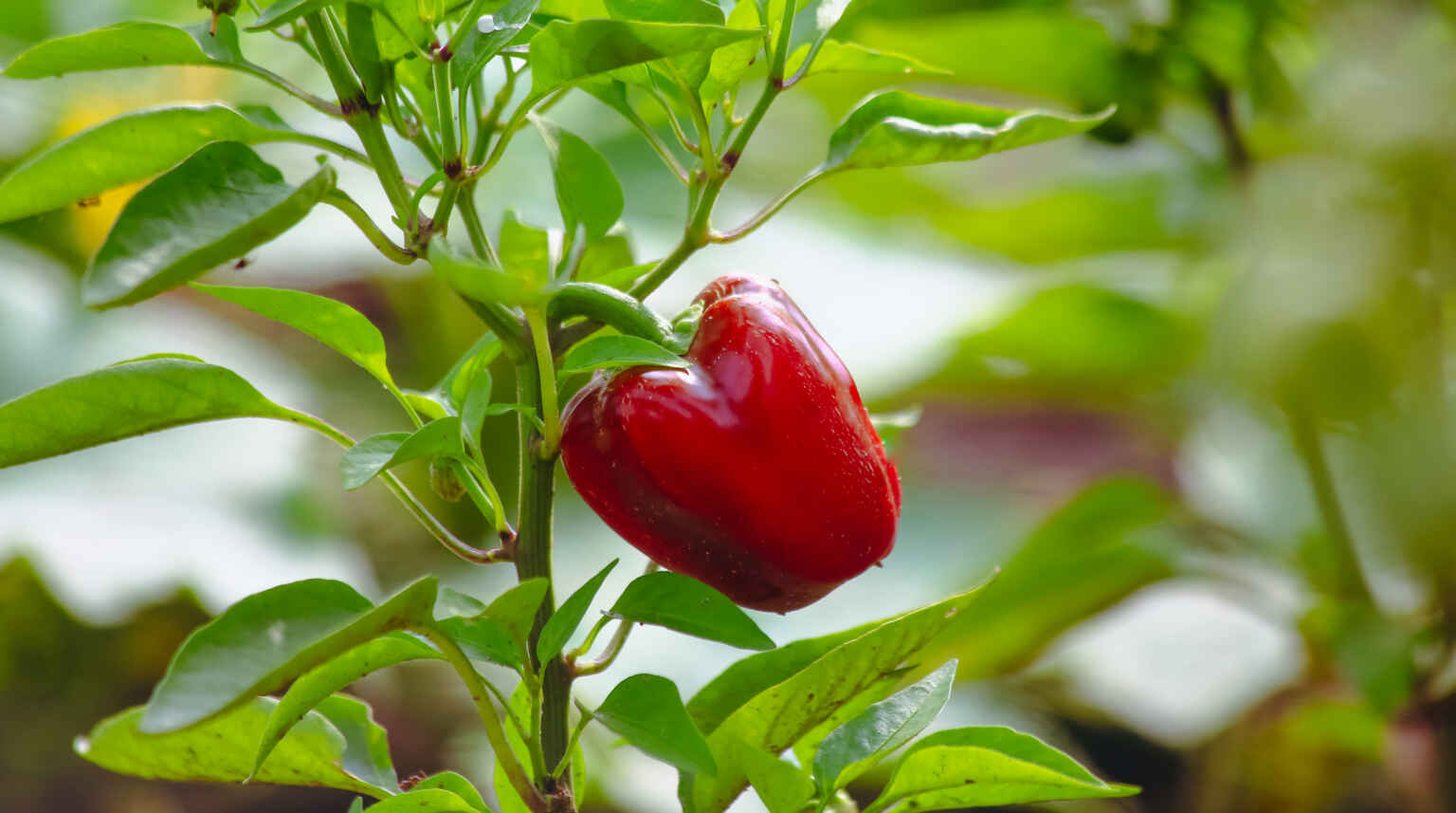 Paprika