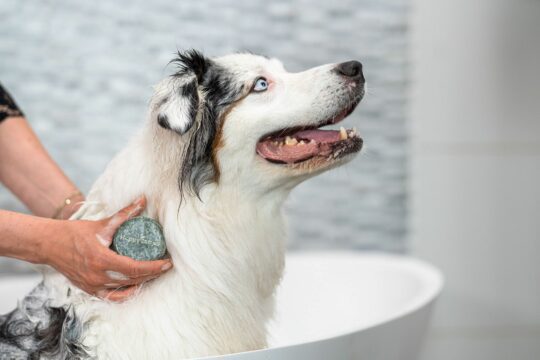 Honden shampoobar