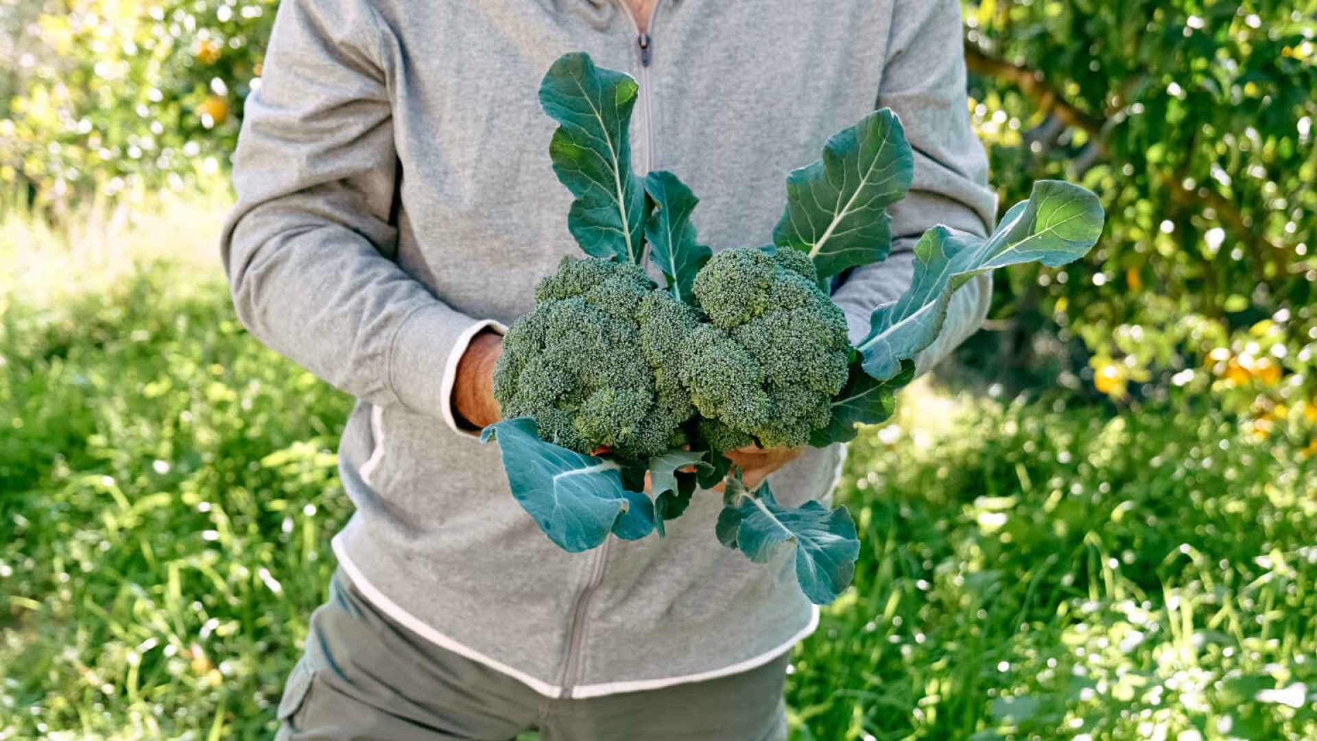 Broccoli plant growing in vegetable garden. Hands of man gardener holding ripe broccoli. Seasonal healthy eating. Organic gardening.