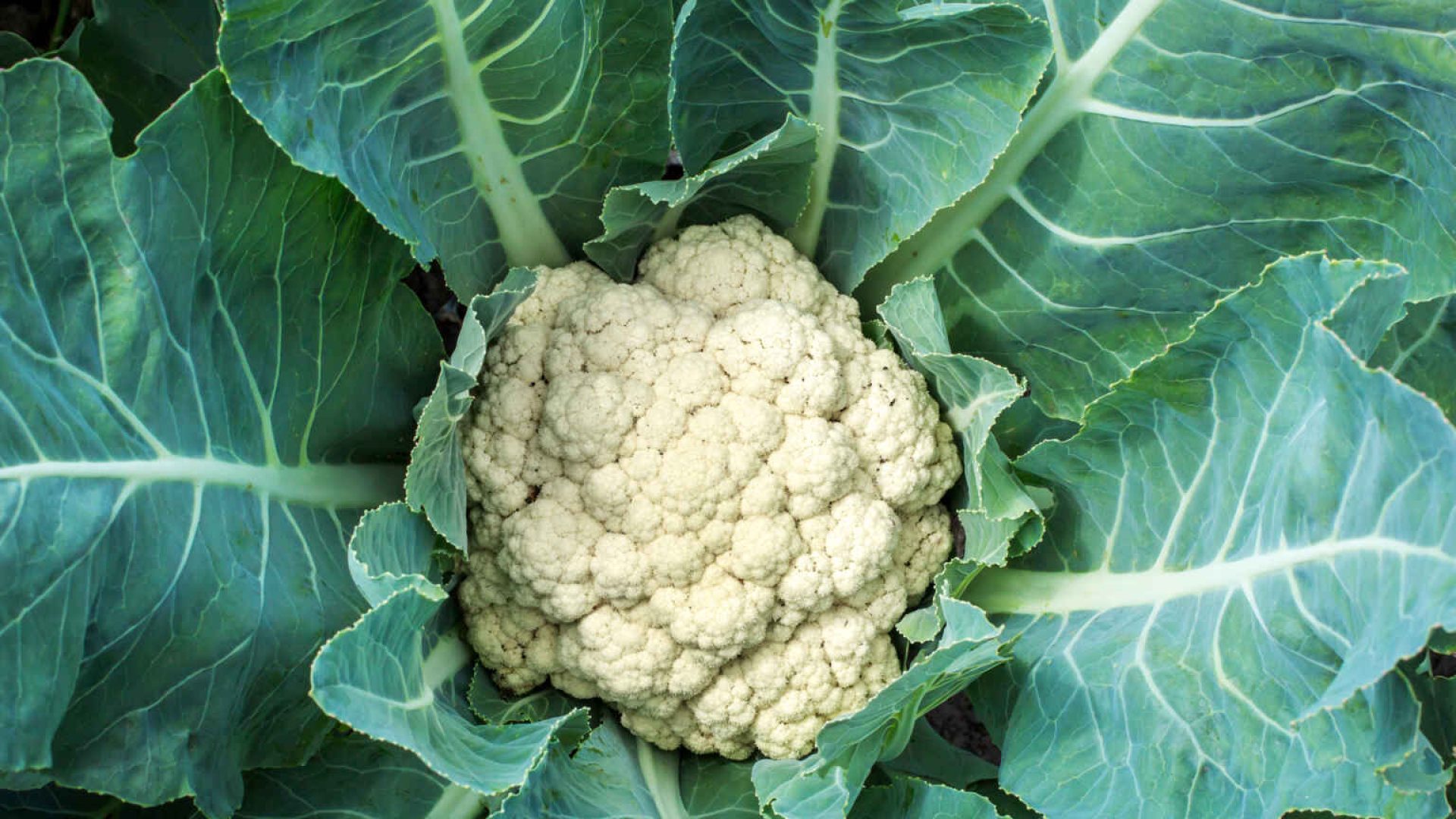 Cauliflower closeup outdoor