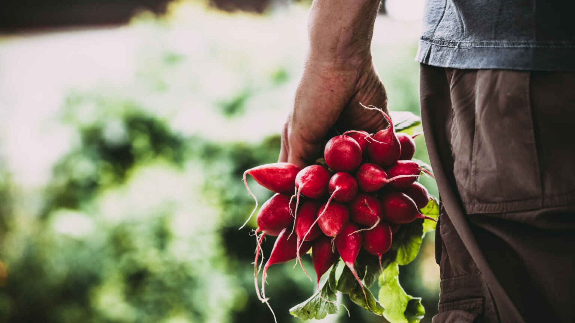 Farmer with vegetables